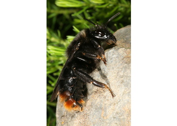 Felsenkuckuckshummel (Psithyrus rupestris) - © Johann Neumayer
